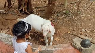 ആട് ഇഷ്ട്ടം ❤❤❤||pets love