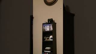 Funniest Videos! Stink Bug #2