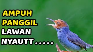 PRENJAK gacor dor FULL emosi !!!! PRENJAK MERAH GACOR | COCOK BUAT MASTERAN & PIKAT PRENJAK TAMU