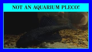 Episode 37: The Basics on Common Plecos. Why You Shouldn't Keep Them in Aquariums. (They Get Huge!)