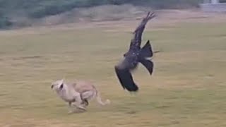 Hunting dog with black kite | black kite training