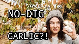 PLANTING GARLIC WITHOUT DIGGING SOIL! [Organic no till permaculture garden]