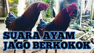 AYAM JAGO, AYAM BETINA, ANAK AYAM 🔴 ROOSTER SOUND