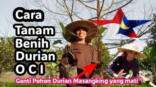 Cara Tanam Benih durian Unggul yaitu Durian OCI yang di semaikan dari biji dapat ganti Pohon  mati.