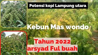 kebun mas Wondo 2022 sebelum panen, Arsyad buahnya full