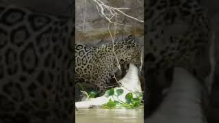 taring jaguar mengalahkan kulit buaya #shorts #animals #wildlife