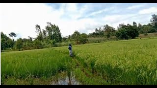 A Guided Tour Of Kirimukuyu's Rice Fields: What You Have Not Seen Before In Mwea Subcounty!!