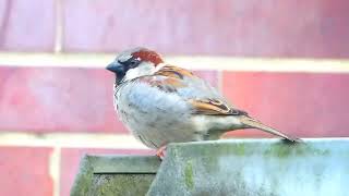 Sparrow in Berlin, Germany