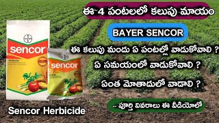 Bayer sencor herbicide || 4 పంటలలో పూర్తిగా మొండిజాతి కలుపును నివారించే Best కలుపు మందు || మీకోసమే..