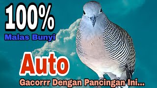 PANCINGAN PERKUTUT LOKAL // MALAS BUNYI AUTO LANGSUNG NYAUT GACOR DENGAN PANCINGAN INI !!