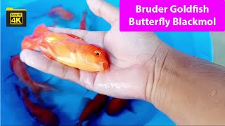 Bruder Goldfish and Butterfly Blackmol Fish Video Animal Theater