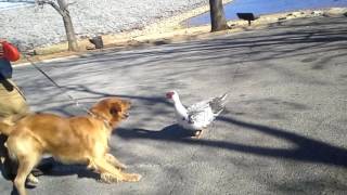 Duck tease Dog