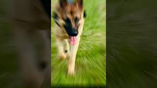 Summer to Fall♥️#germanshepherd #dog #doglover #dogowner #dogshorts #dogvideos #trending #fyp