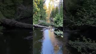 Water's Gentle Valley dance !!#shorts #youtubeshorts #trending #travel #nature #love #peace #viral