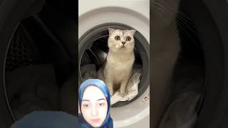 Cat washing machine #funny #cat #pets #cute #catlover #kitten #shortvideo #shorts