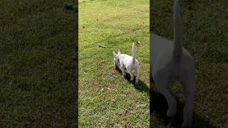 English Bull Terrier (3 Months Old)