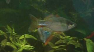 Rainbowfish Courting