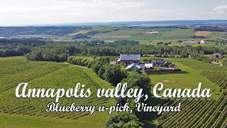 Annapolis valley | Blueberry picking, Vineyard | Roadtrip from Halifax, Nova Scotia