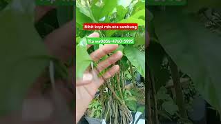 bibit kopi robusta sambung