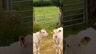 More French Chevrolet Cattle in Wales