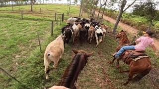 Team Roping (Go Pro)