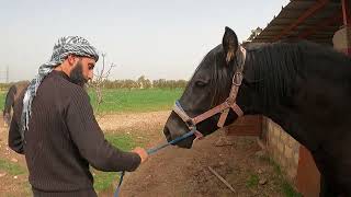 حل مشكل اندفاع الحصان أثناء الخروج والدخول