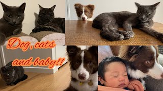 Border Collie San’s Updates |ボーダーコリーサンI Meeting Newborn Baby I Dog channel puppy cat