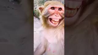 Laughing monkey #monkey #shortvideo