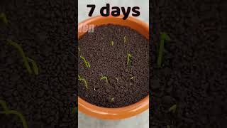 How to grow lemon tree from seeds at home #grow_lemon_tree_from_seeds 😍😍😍😍