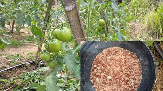 ADUBAÇÃO DE ENCHIMENTO NO TOMATEIRO,  MAIS TRATOS CULTURAIS