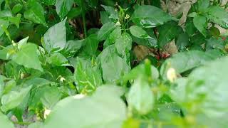 spicy chili plants