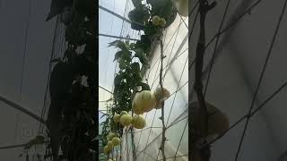 Growing Passion Fruit 🍎🍌 🍉 #youtubeshorts #reels #reaction #uae #organic #hydroponics #dubai