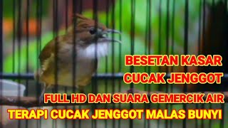 Masteran Cucak Jenggot  Besetan Tajem Rapet Dan Kasar‼