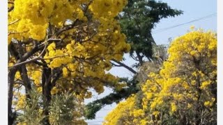 Cara budidaya pohon hias berbunga tebebuya Sakura nya INDONESIA tercinta😍