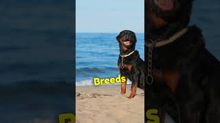 Are Rottweiler Smart?