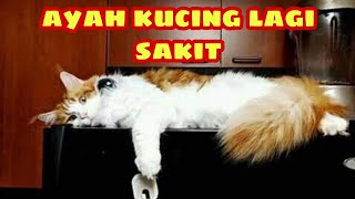 Ternyata Begini kucing susah tidur saat lagi sakit