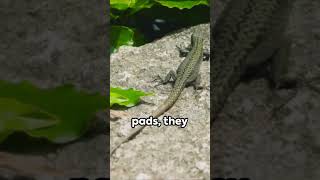 The Green Anole 🦎