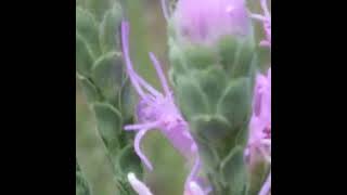 Crab Spider