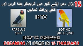 خود اپنے گھر میں کریمینو پیدا کریں | PRODUCE CREAMINO & ALBINO RED EYE IN 15K | AA BIRDS INFORMATION