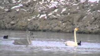 Cygne chanteur (Cygnus cygnus) Lac du Der (France)