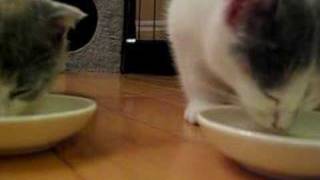 Kittens Drink Milk