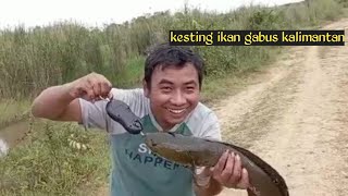 casting ikan gabus di rawa kalimantan #casting. @mbolang_fishing