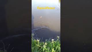 #fishing #рыбалка #летняярыбалка #ловля_карася #рыбалканапоплавок #бонус