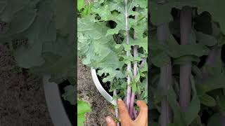 Abundant kale harvesting from my small backyard garden