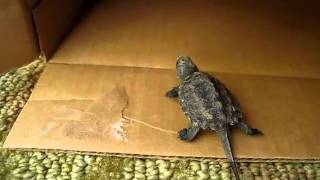 Baby Snapping Turtle