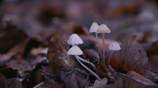 Vox | Paddenstoelen spotten in Park Brakkenstein