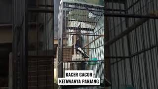 KACER GACOR KETAWANYA PANJANG KAYAK KEKEH DIA