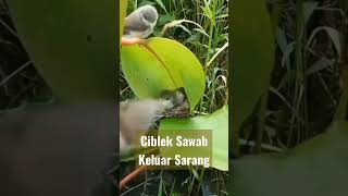 Begini Ciblek Sawah Buat Sarang di Alamnya #ciblek #shorts