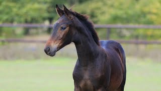 For sale! Mare Bluberry SV by Bon Couer - Fürstenball, 2024 y.b., OL, dressage