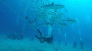 Blackbeard Cruise Shark Feed Dive - August 2016